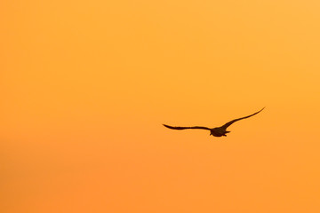 silhouette of a flying bird at sunset