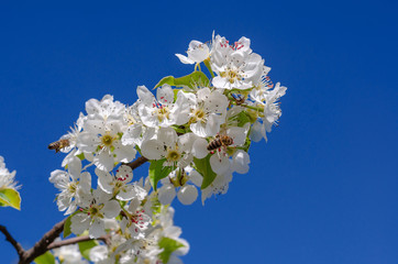 White flowers pear branch. Spring garden. Pear flowers close up.