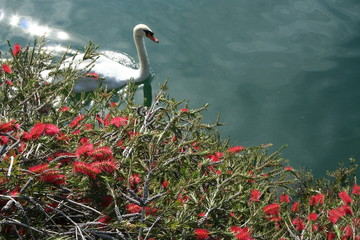 Swan on lake in Switzerland 