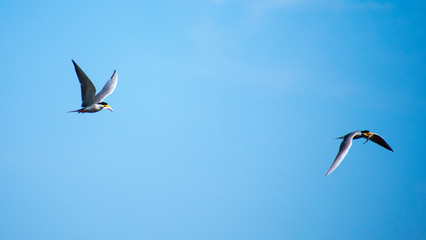Two river tern birds fight for fish while flying