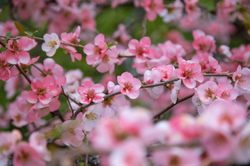 Fototapeta na wymiar Blooming sakura tree in Japan