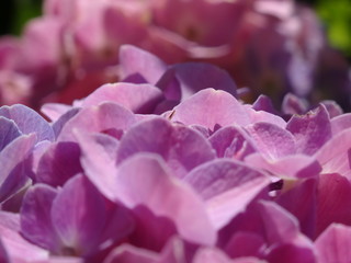 Pink flowers ( bigleaf hydrangea, hortensia) in garden