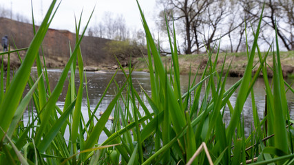 Obraz premium young bright green grass against the background of the river. spring. nature. small fast rivers