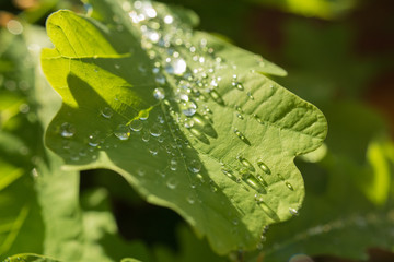 Wassertropfen auf Eichenblätter in der Morgensonne