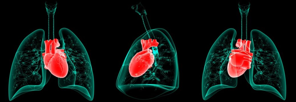 3D Illustration Human Respiratory System Anatomy (Lungs with Heart)