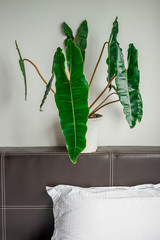Philodendron billietiae Croat, air purifier plant, indoor plant in the bedroom.