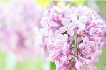 lilac on a light green background. lilac and green. place for text. copy space. Soft focus.