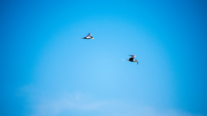 Two river tern birds fight for fish while flying