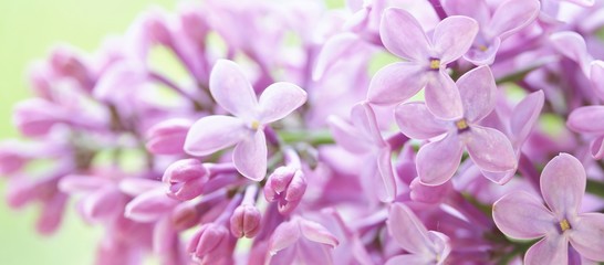 lilac on a light green background. place for text. copy space. lilac and green. banner. Soft focus.