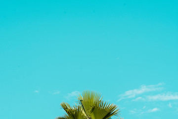 Palm tree on a blue sky background. Bright summer time.

Hojas de palmera en un fondo de cielo azul en verano.