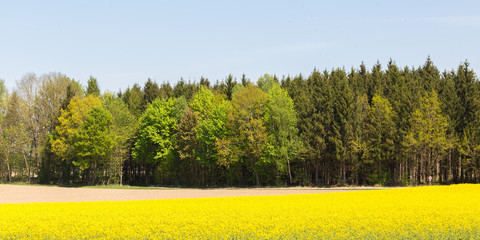 Mixed forest with coniferous and deciduous trees. Yellow blooming rapeseed field in the foreground.