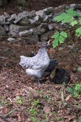 Young chickens roaming around in the grass outside