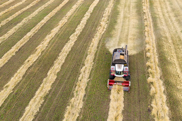 Wheat field. A small combine harvester threshes wheat rolls. Shooting from a drone.
