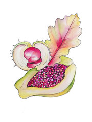 Autumn chestnut and papaya in pink colors