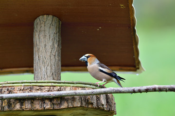 The hawfinch eating sunflowers and seeds on the fodder rack in the spring 