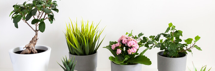 A large group of potted plants against a white wall background. Panorama