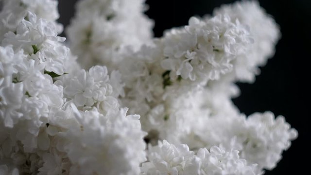 Branches of white lilacs macro