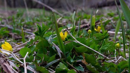 bright green grass with a yellow flower. spring pictures of nature