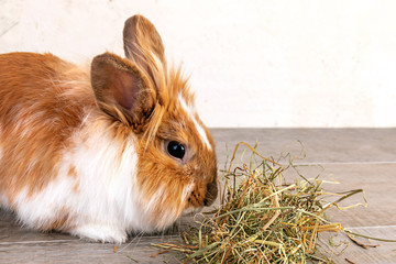 Decorative rabbit Lion head eats dry grass, hay. Close-up side view.