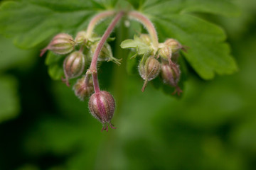 Budding Geranium