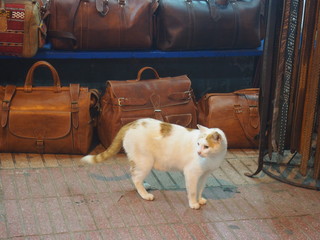 A Cat relaxing in a port city, Essaouira, Morocco