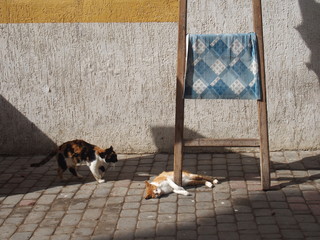 Cats relaxing in a port city, Essaouira, Morocco