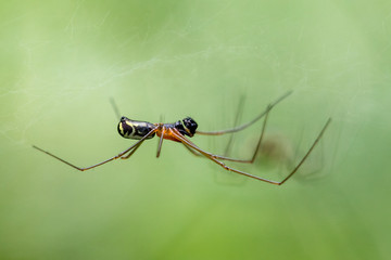 meeting between a male spider and a female spider