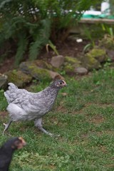 Young chickens roaming around in the grass outside