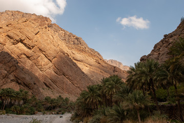 Date palms farms in the mountains of Oman