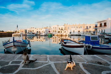 Boats and cats in the harbor in Greece. Closed season 2020. 
