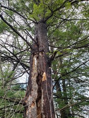 Naklejka premium Tall trees