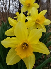 yellow daffodils in the garden