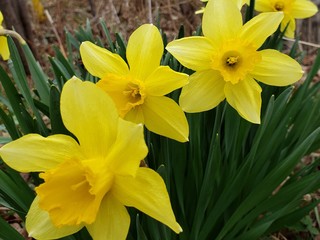 Obraz premium yellow daffodils in spring