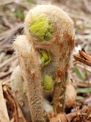 close up of willow branches