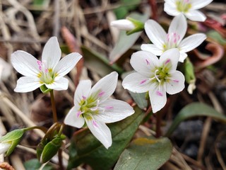 white magnolia flowers