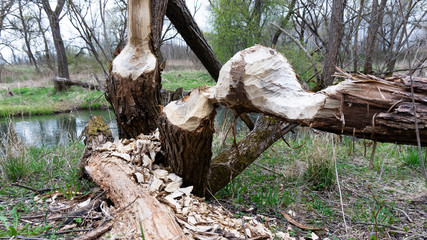 the patterns on the tree. trees eaten by beavers. fallen branches.