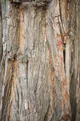 Trunk close up