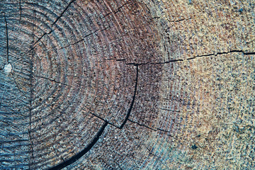 Cracked old wood texture. Cut stump gray, blue color