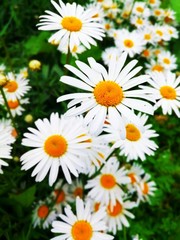 Obraz premium White field daisies grow in the meadow.