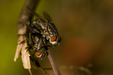 House fly mating close up shot