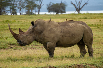 Obraz premium A big rhino in the Lake Nakuru, Kenia.