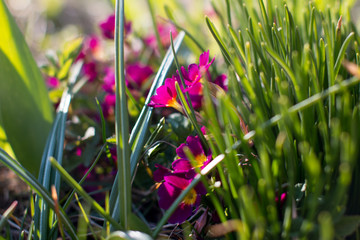 Pink violet. Against a background of green grass.