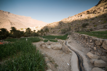 Date palms farms in the mountains of Oman
