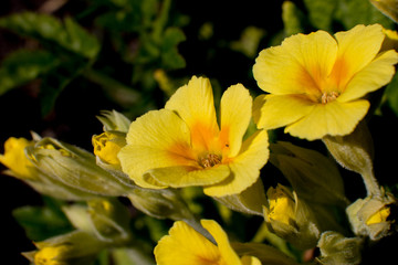 Yellow flower. Against a background of green grass