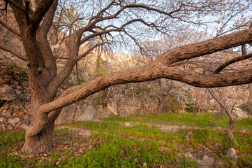 Apricot trees farm in Wakan village, Oman