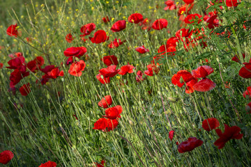 Fototapeta premium Poppi field