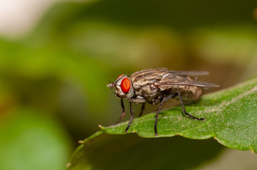 Naklejka premium House fly macro shot, close up