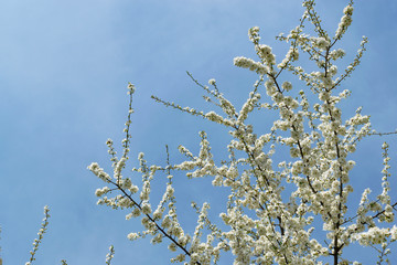 A tree blooms in spring with white flowers. Spring flowering. A tree branch on a background of blue wood