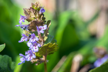 Garden flower close up abstract background.