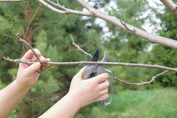 Women's hands with shears, scissors cutting tree branch in the green garden, yard. gardening work...